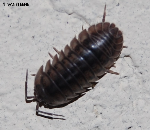 Armadillidium nasutum